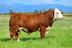 Birdwell New Standard 2912 ET