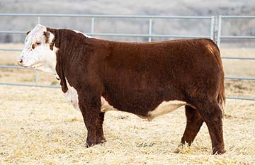 Churchill Equity 3316L ET