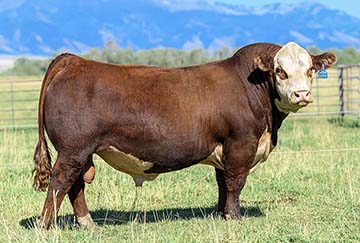 Churchill Red Cloud 0376H ET