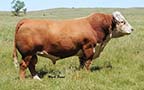 Churchill Rancher 592R