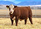 Churchill Daybreak 2315K ET