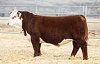 Churchill Equity 3316L ET