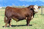 Churchill Red Cloud 0376H ET