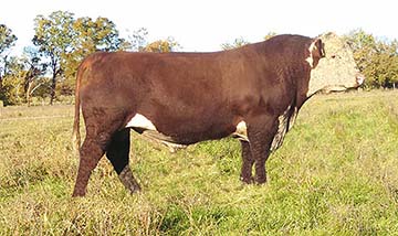 EFBeef X651 Tested D876