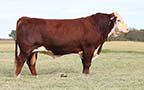 EFBeef U208 Sure Bet Z002