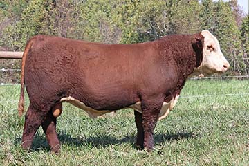 Five JS Marlboro Man 3921 ET
