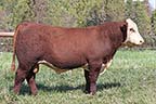 Five JS Marlboro Man 3921 ET