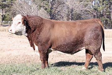 KCF Bennett Eagle H550