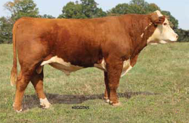 http://www.reedent.com/reedent/cattle/kbulls/images/kcfx51lg.jpg