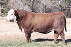KCF Bennett Eagle H550