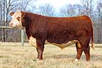 KCF Bennett Homeward C776
