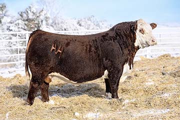 Loewen Sandhill L70 ET