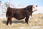 Loewen Sandhill L79 ET
