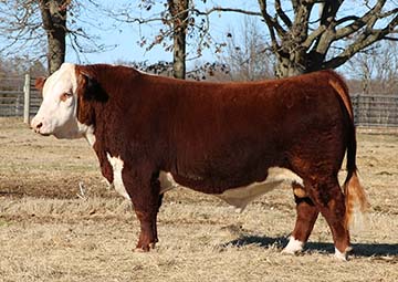 NJW 73S 3304 Taylor 112D ET