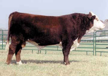 S&S DRF KJ Cattleman 49H