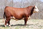 WF CLC JT  Wild  Card 76E 2505ET
