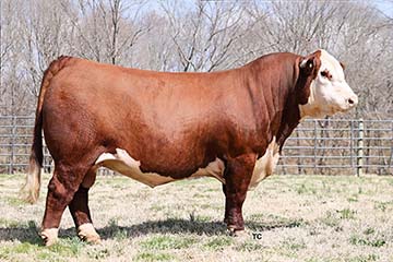 WF CLC JT Wild Card  76E 2505ET
