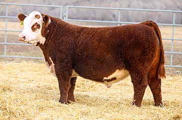 Churchill Laredo 3146L ET