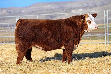 Churchill Stampede 486M ET