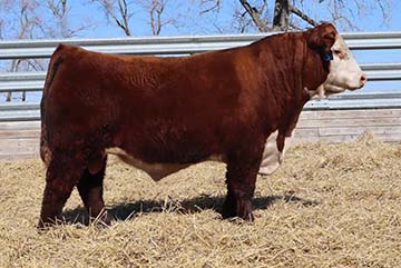 DaKitch MDK 181E Strategy 69H