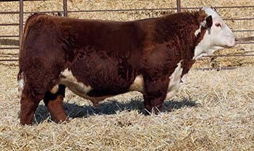 NJW 202C2912 Ranchware 147M ET